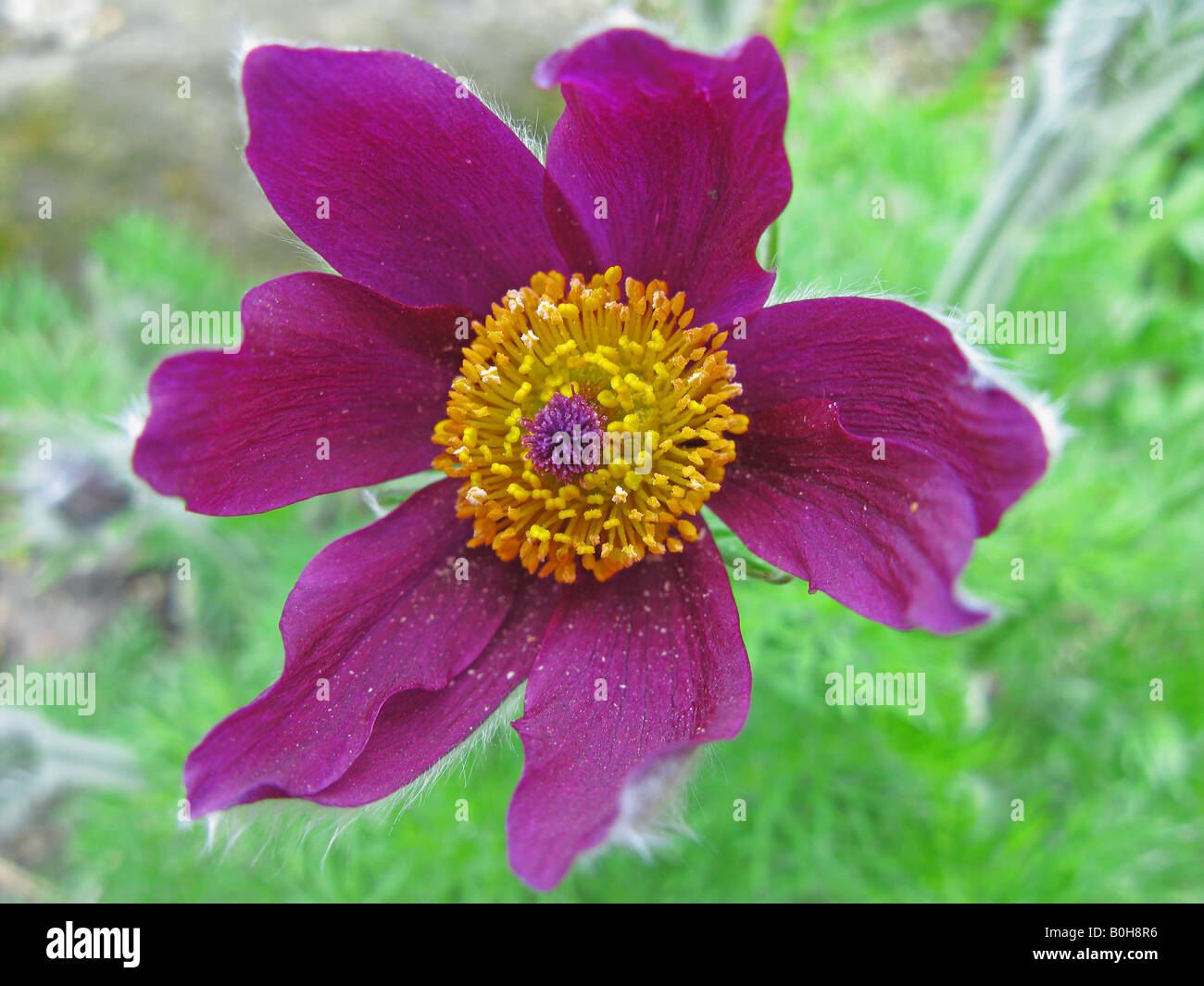 "Pasque flower close up Pulsatilla rubra Foto Stock