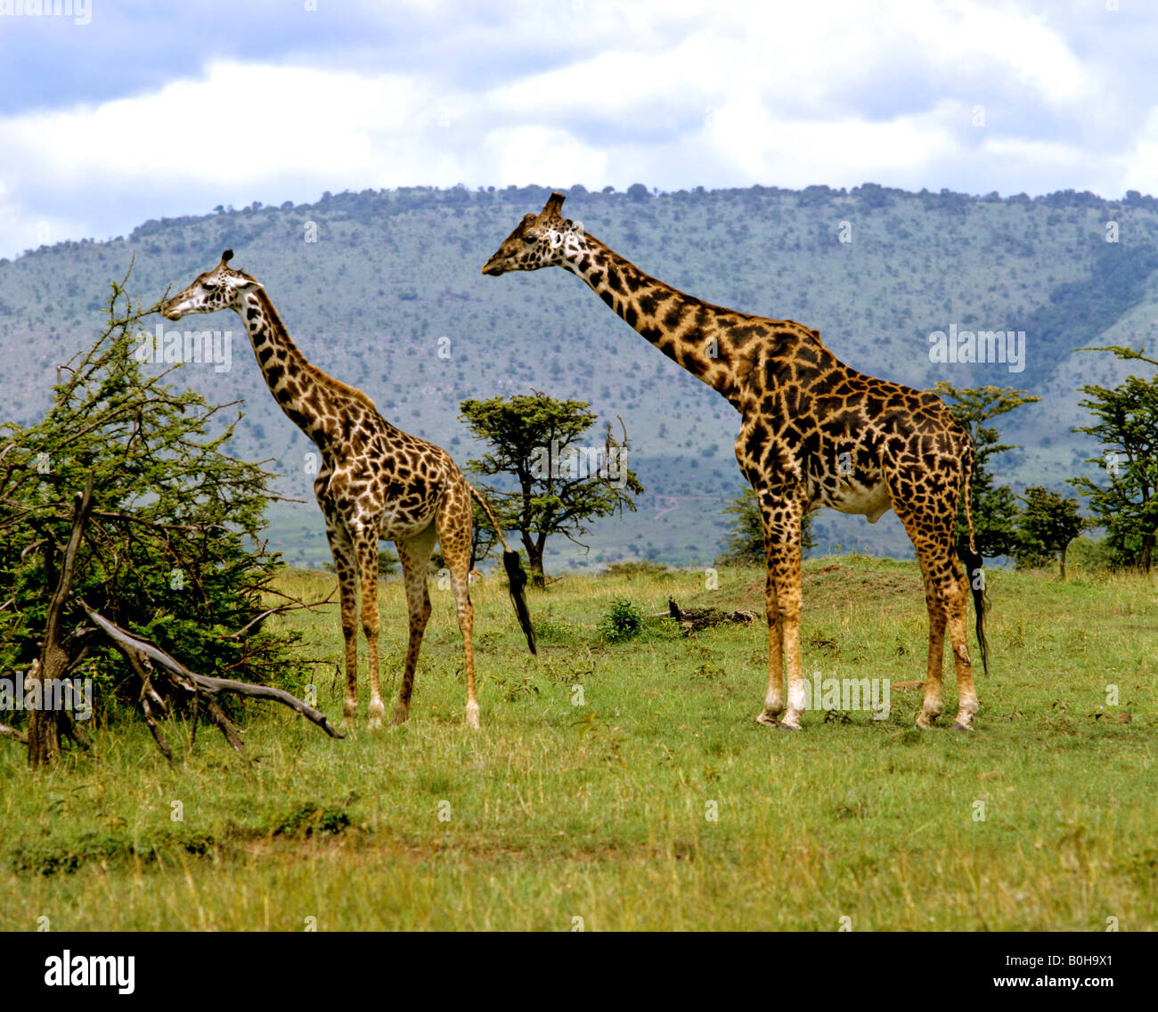 Giraffe (Giraffa camelopardalis), il Masai Mara riserva naturale, Kenya, Africa Foto Stock
