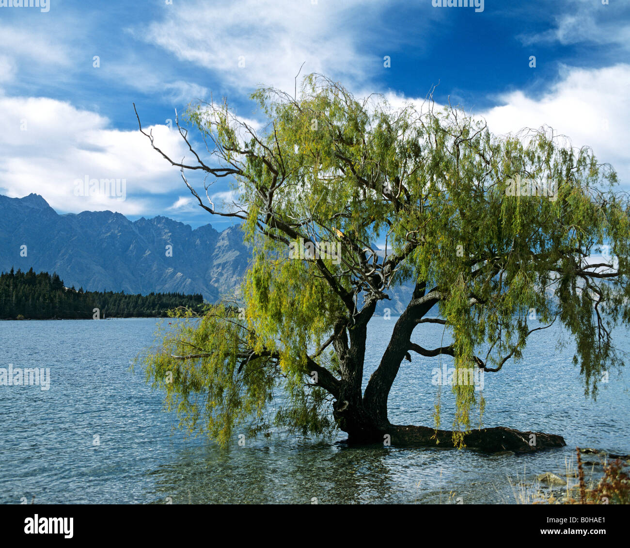 Salice piangente, Pechino Willow o in Babilonia Willow (Salix babylonica), Queenstown al lago Wakatipu, Nuova Zelanda Foto Stock