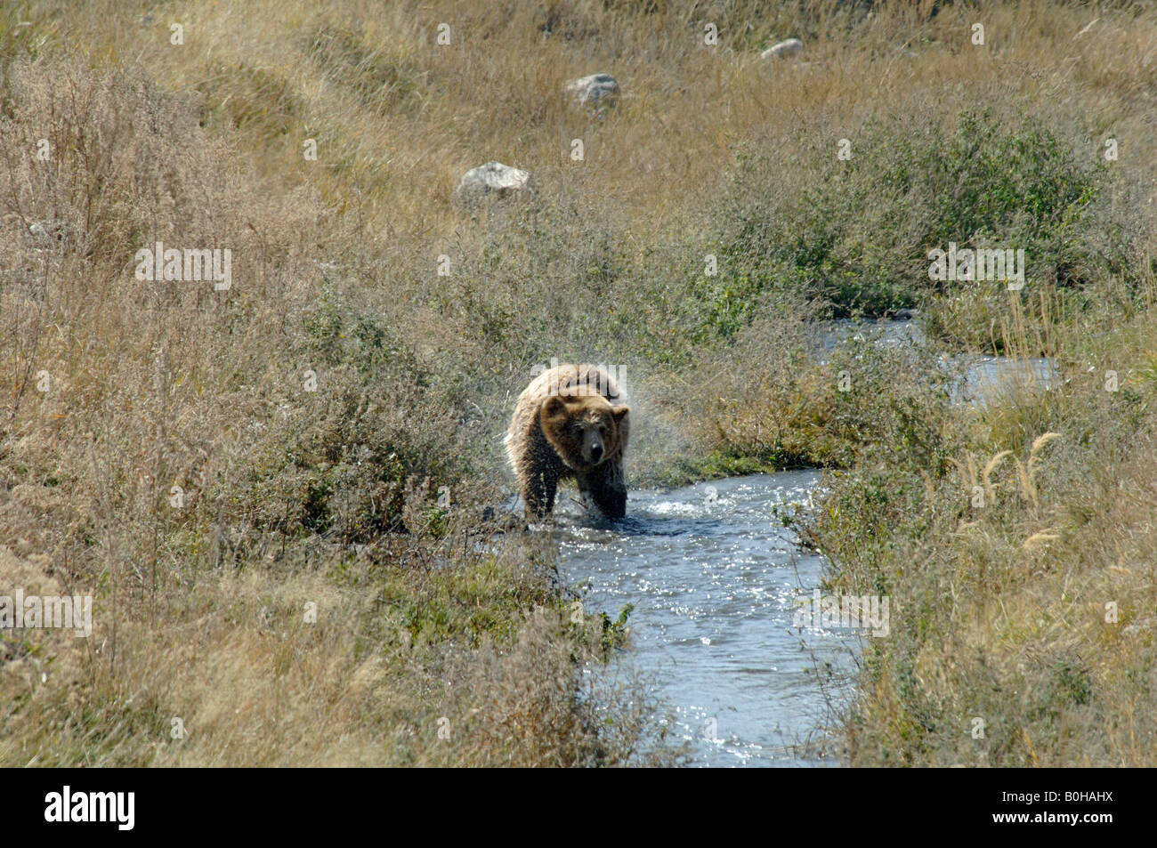 Orso bruno Ursus arctos agitando l'acqua dopo il guado del flusso attraverso la Cina Foto Stock