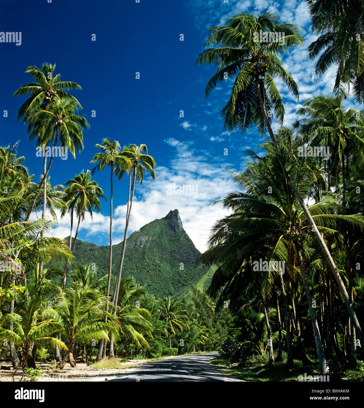 Gli alberi di palma, Moorea, Isole della Società, Polinesia francese, South Pacific Oceania Foto Stock
