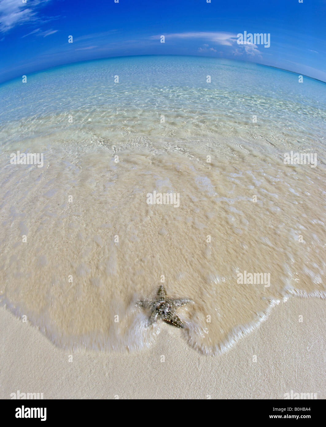 Starfish su una spiaggia in acque poco profonde, il mare e l'orizzonte, fisheye, Maldive, Oceano Indiano Foto Stock