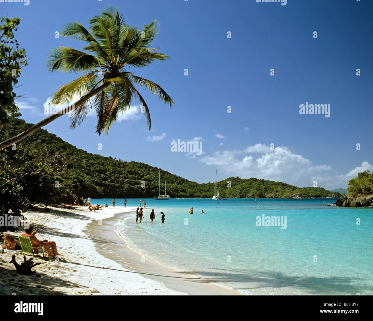 Palm tree, Trunk Bay, St. John's Island National Park, U.S. Isole Vergini dei Caraibi Foto Stock