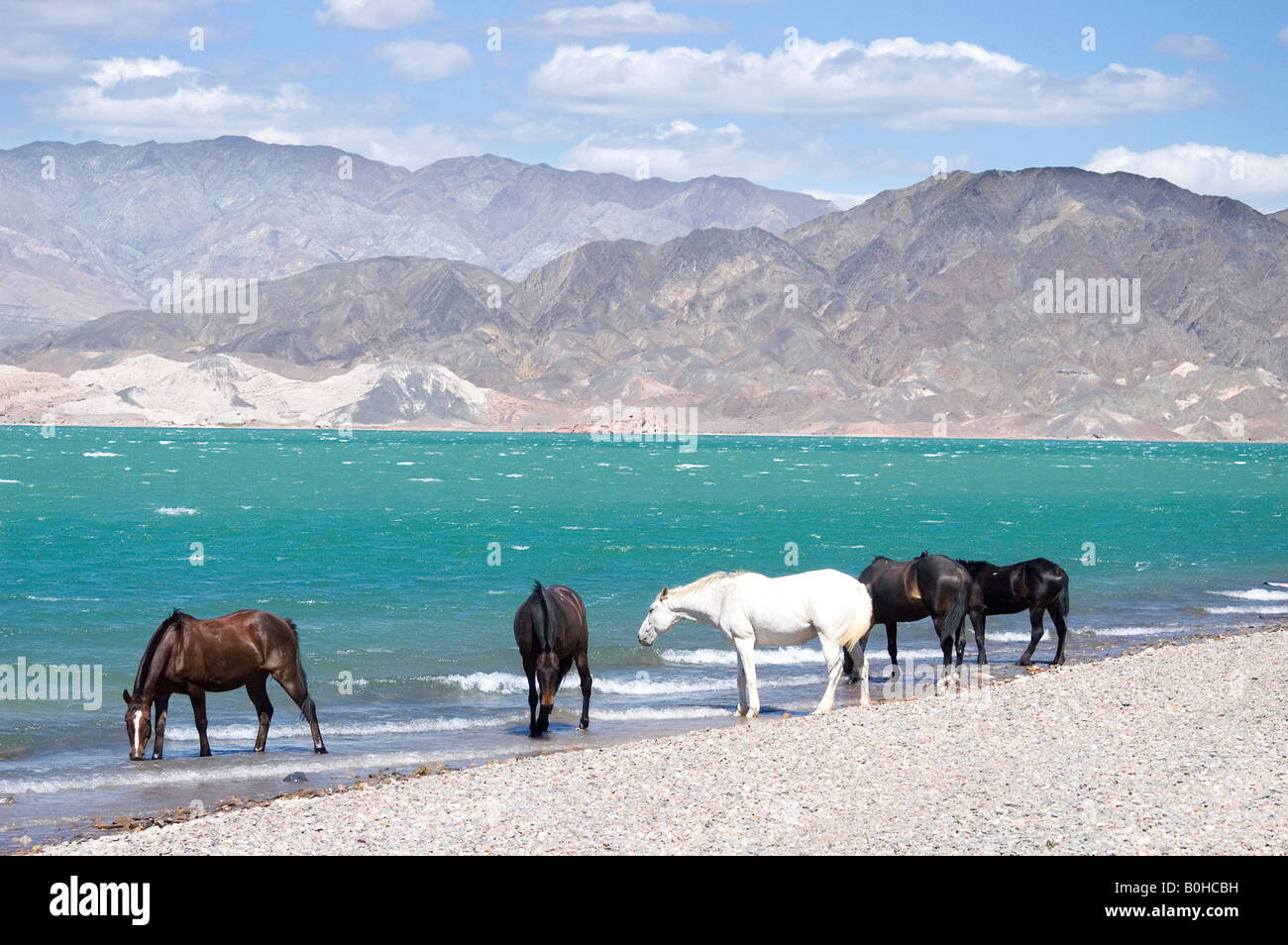 Cinque cavalli da bere il ventoso Cuesta del Viento serbatoio Dam, Rodeo, San Juan Provincia, Argentina, Sud America Foto Stock