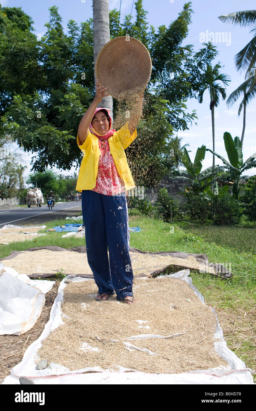 Donna fuoriuscita di riso da un cestello, in modo da separare il riso dalla sansa nel vento, Isola di Lombok, Lesser Sunda isole ho Foto Stock