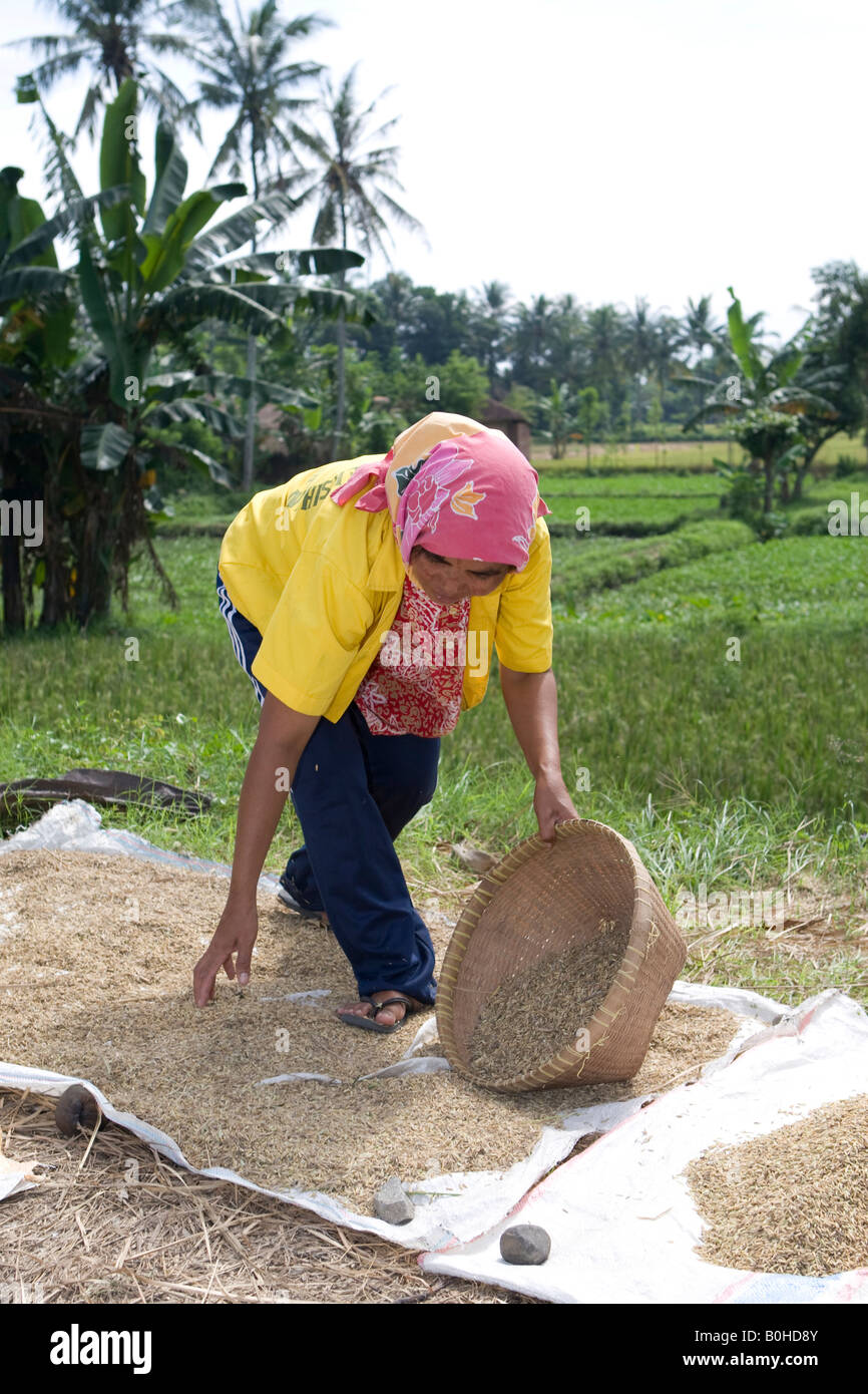 Donna di riso di riempimento in un cestello in modo da separare il riso dalla sansa nel vento, Isola di Lombok, Lesser Sunda Islands, Ind Foto Stock