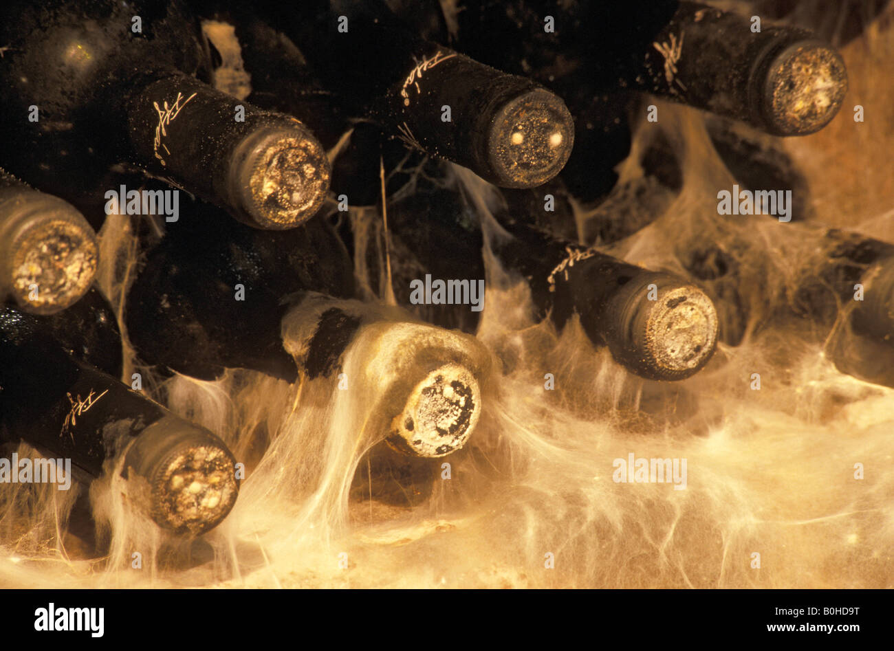 Le bottiglie di vino memorizzati su un rack di vino circondato da stampo in una cantina di vini, Ede Tiffan Cantina, Villany, Ungheria Foto Stock