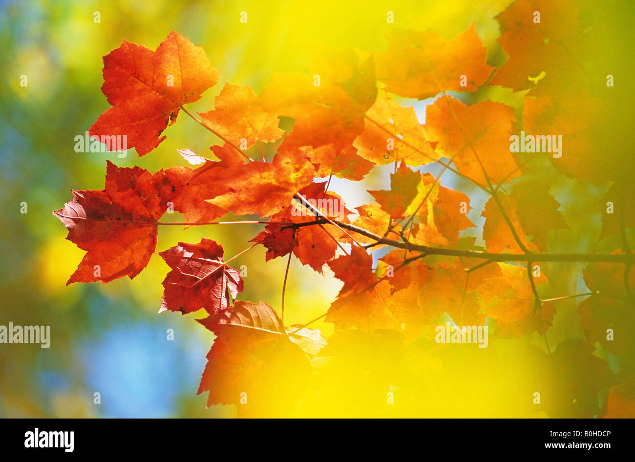 Zucchero foglie di Acero (Acer saccharum), i colori autunnali nel Canada Orientale durante l estate indiana, La Mauricie National Park, Québec, Foto Stock
