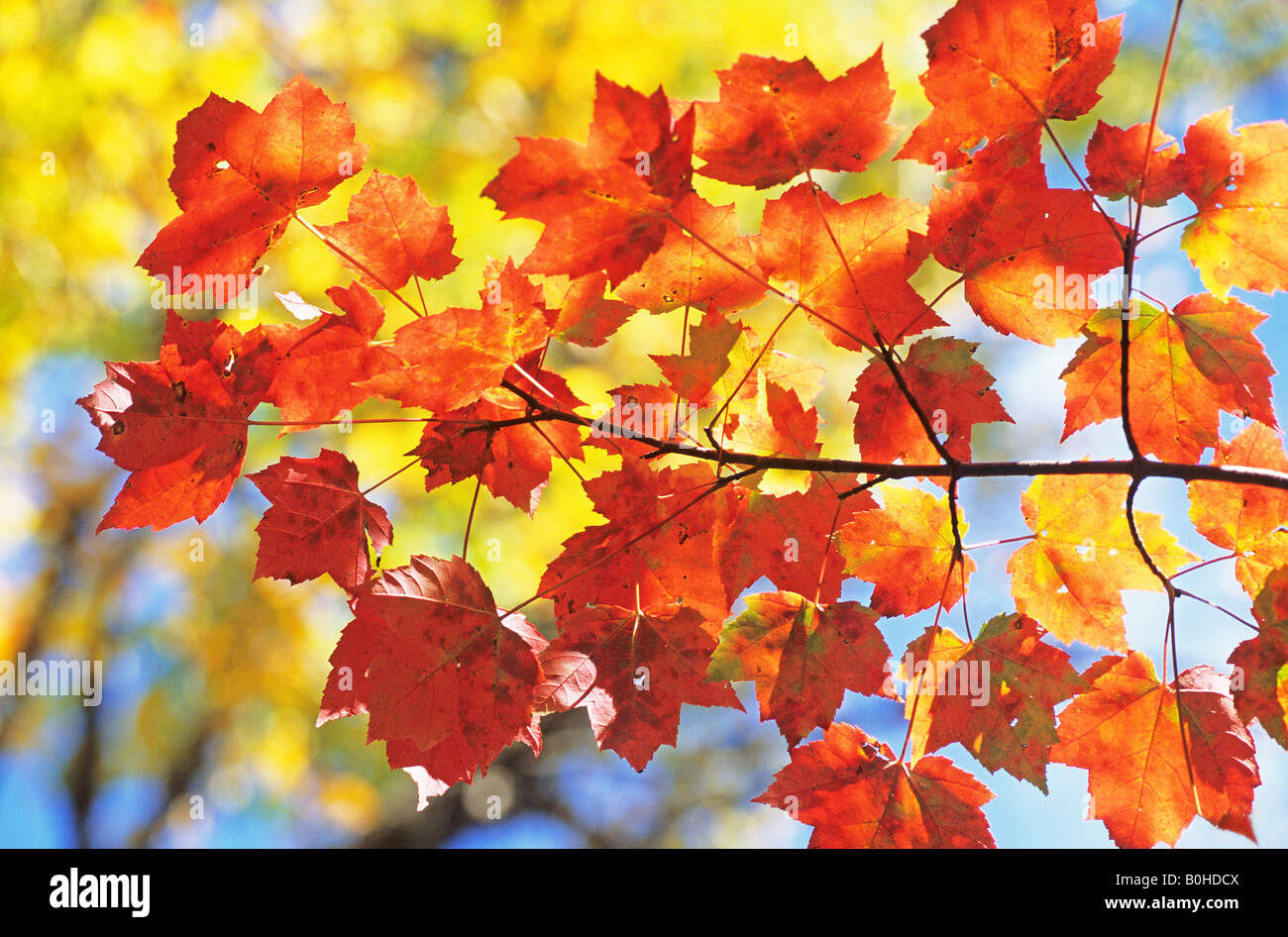 Zucchero foglie di Acero (Acer saccharum), i colori autunnali nel Canada Orientale durante l estate indiana, La Mauricie National Park, Québec, Foto Stock