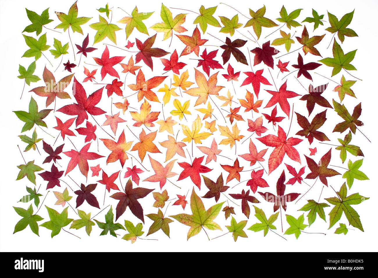Raccolta di vari autunno foglie colorate da un unico albero Sweetgum (Liquidambar) Foto Stock