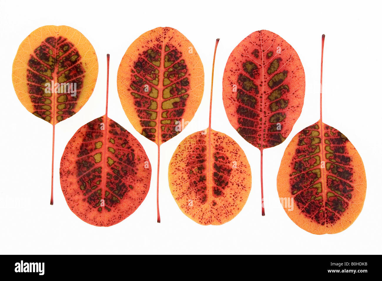 Fumo eurasiatica Tree (Cotinus coggygria, Rhus cotinus), autunno foglie colorate Foto Stock