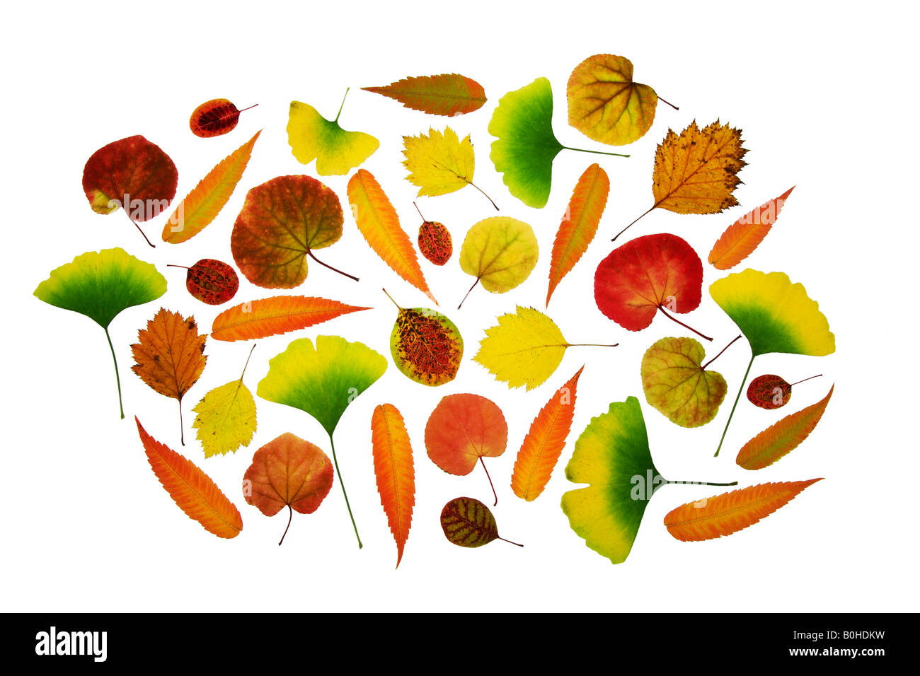 Raccolta di vari autunno foglie colorate Foto Stock