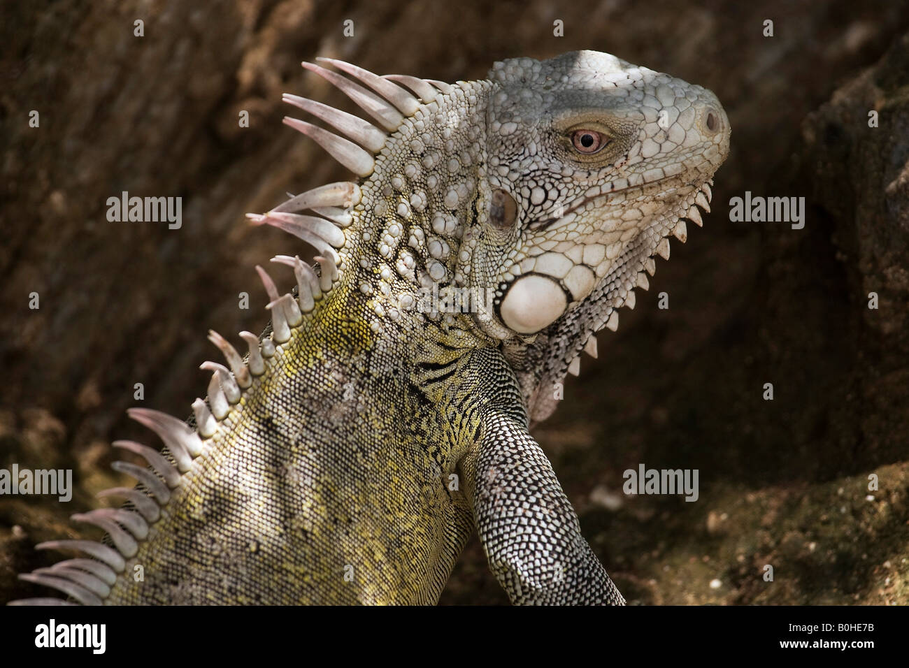 Verde (Iguana Iguana iguana) in Curacao, Antille olandesi, dei Caraibi Foto Stock