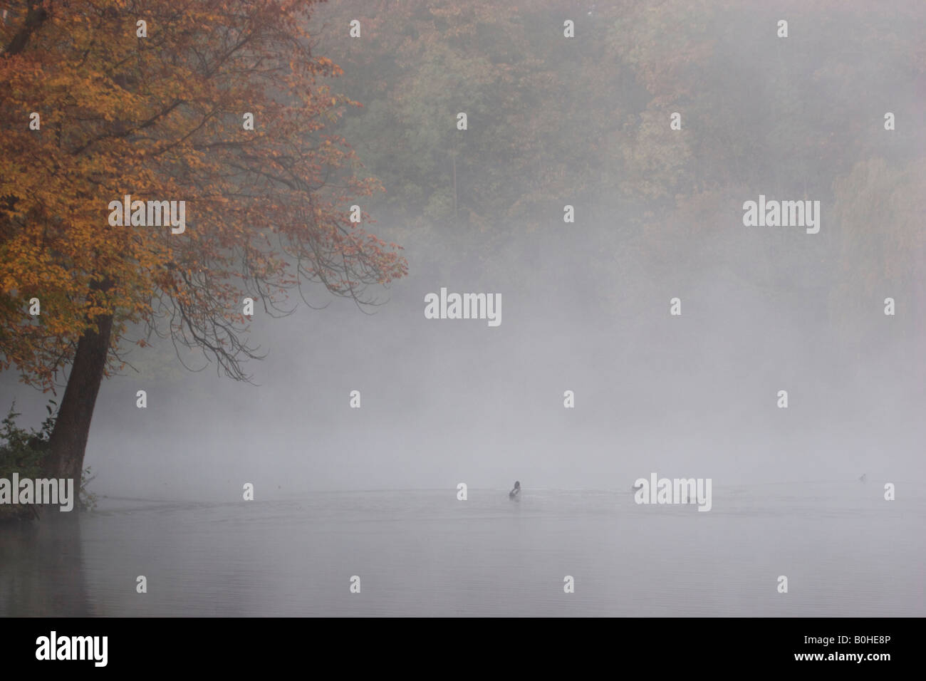 Early Morning mist su un lago, Monrepos Palace, Ludwigsburg, Baden-Wuerttemberg, Germania Foto Stock