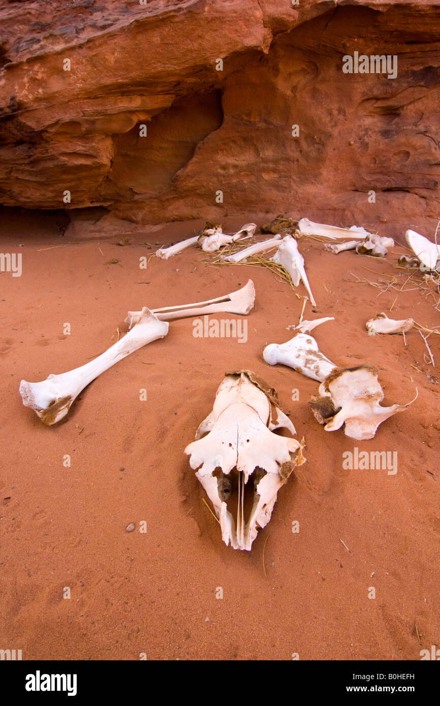 Frammentata dello scheletro di capra giacente nel deserto di sabbia, Wadi Rum, Giordania, Medio Oriente Foto Stock
