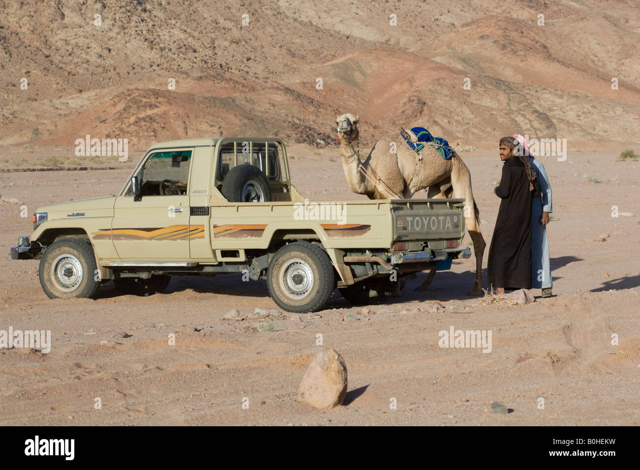 I beduini e un cammello, gara di cammello nel deserto, Wadi Rum, Giordania, Medio Oriente Foto Stock