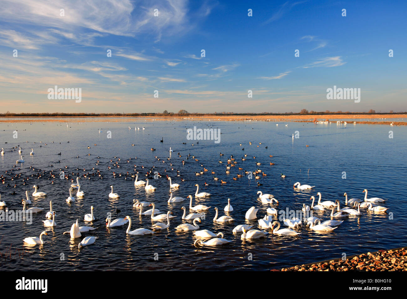 Silenziamento di svernamento Bewick e cigni Whooper Pochard anatre WWT Welney riserva nazionale di uccelli Cambridgeshire England Regno Unito Regno Unito Foto Stock