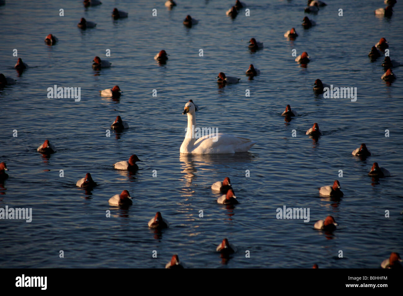 Adulto Whooper Swan Cygnus cygnus bird tra Pochard anatre WWT Welney lavaggi riserva Cambridgeshire Inghilterra Gran Bretagna UK Europa Foto Stock