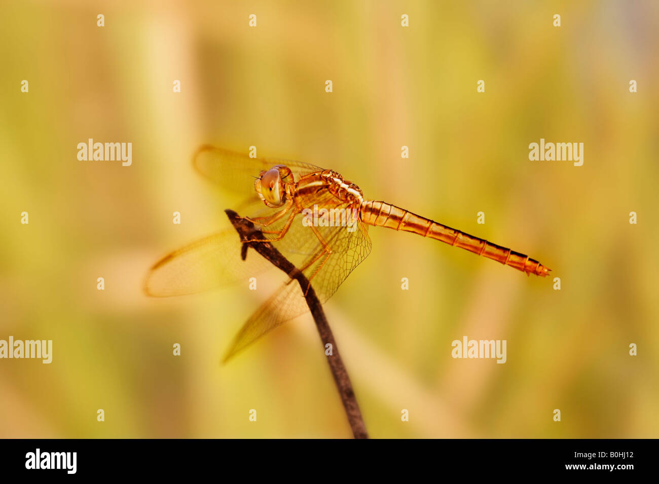 Dragonfliy (Odonati), Giava centrale, Indonesia, Asia Foto Stock