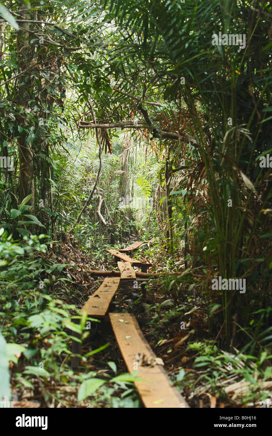 Percorso attraverso la foresta pluviale di pianura, palude di torba, Kalimantan centrale, Borneo, Indonesia, Asia Foto Stock