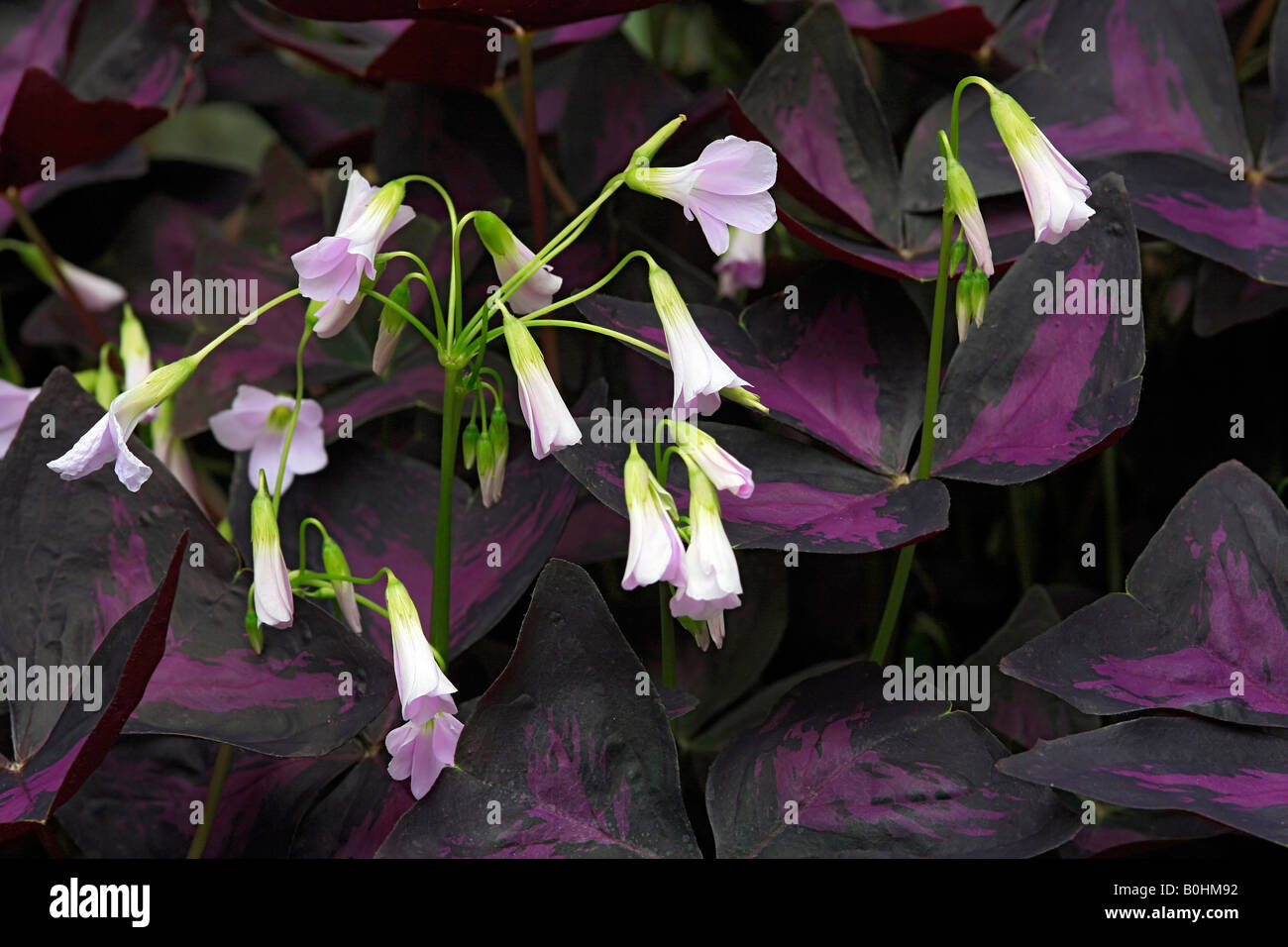 Acetosa o viola Shamrock (Oxalis regnellii) nativo - Centrale e Sud America Foto Stock