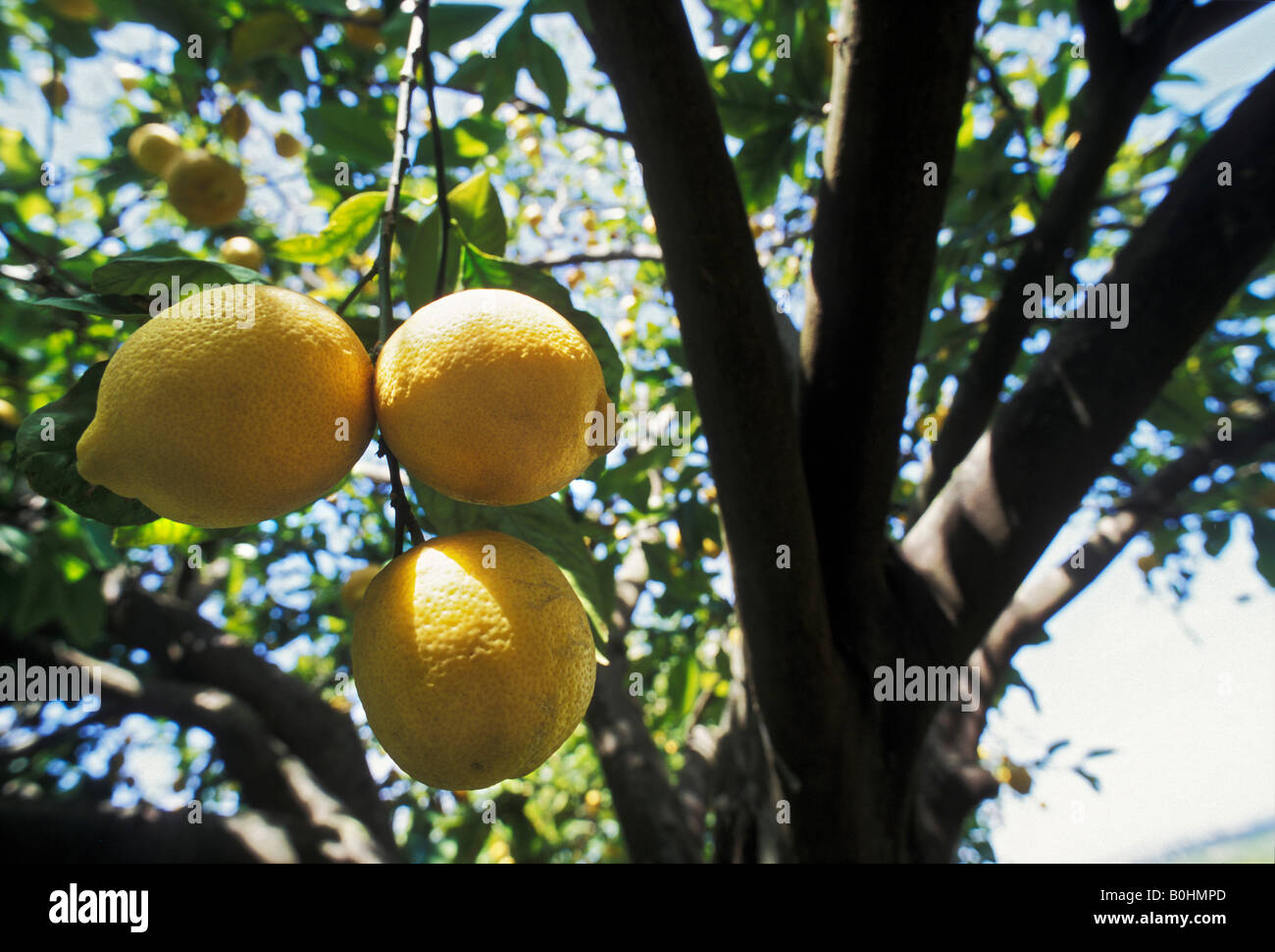 Tre limoni appeso a un albero di limone (Citrus × limon), Sicilia, Italia Foto Stock