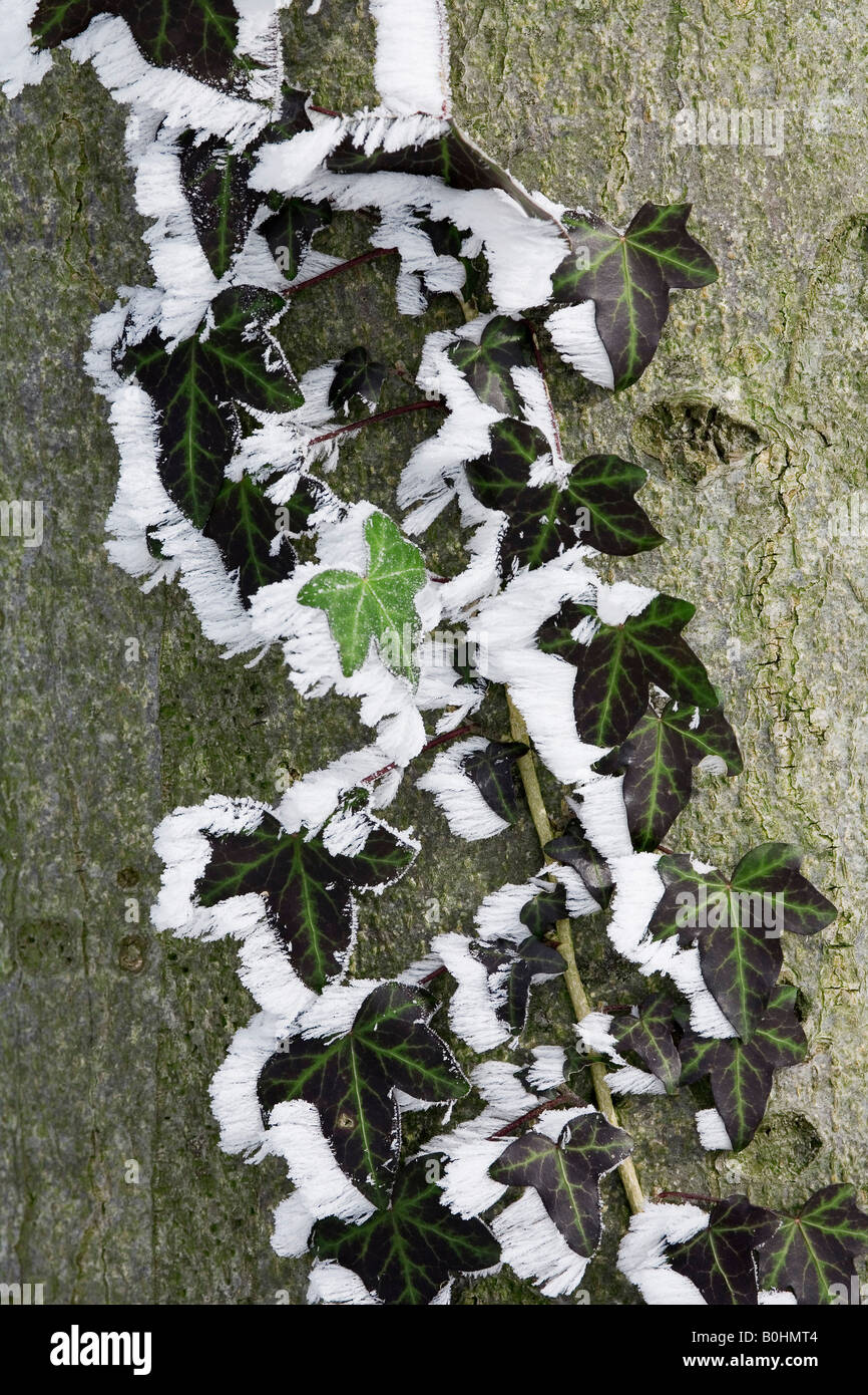 Trasformata per forte gradiente di cristalli di brina sui bordi di su un edera viticcio (Hedera helix) salendo su un faggio (Fagus) tronco di albero, Svizzera Foto Stock