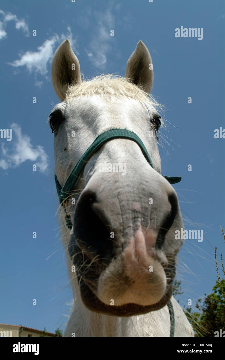 Grigio o Grigio a cavallo (Equus caballus ferus) Foto Stock