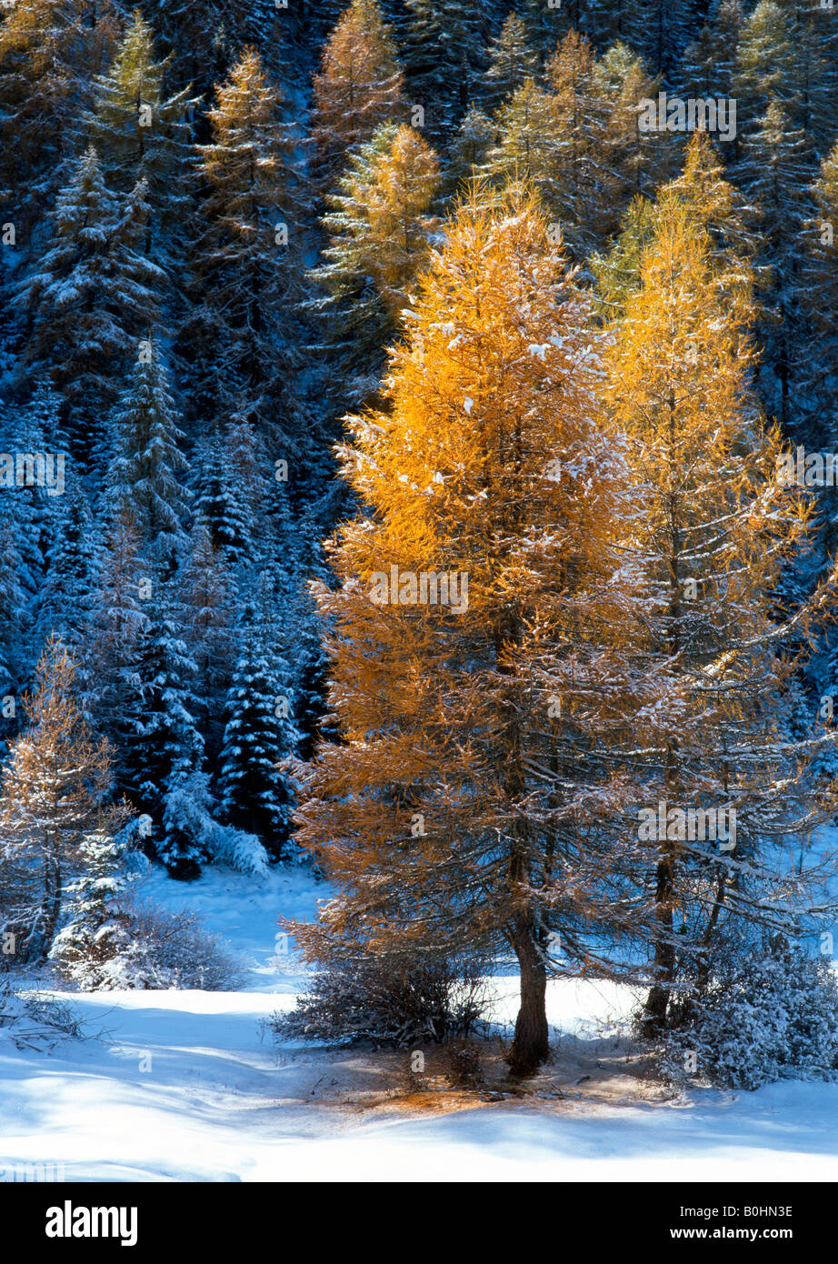 Europeo di alberi di larice (Larix decidua), Obernberg, Tirolo, Austria, Europa Foto Stock