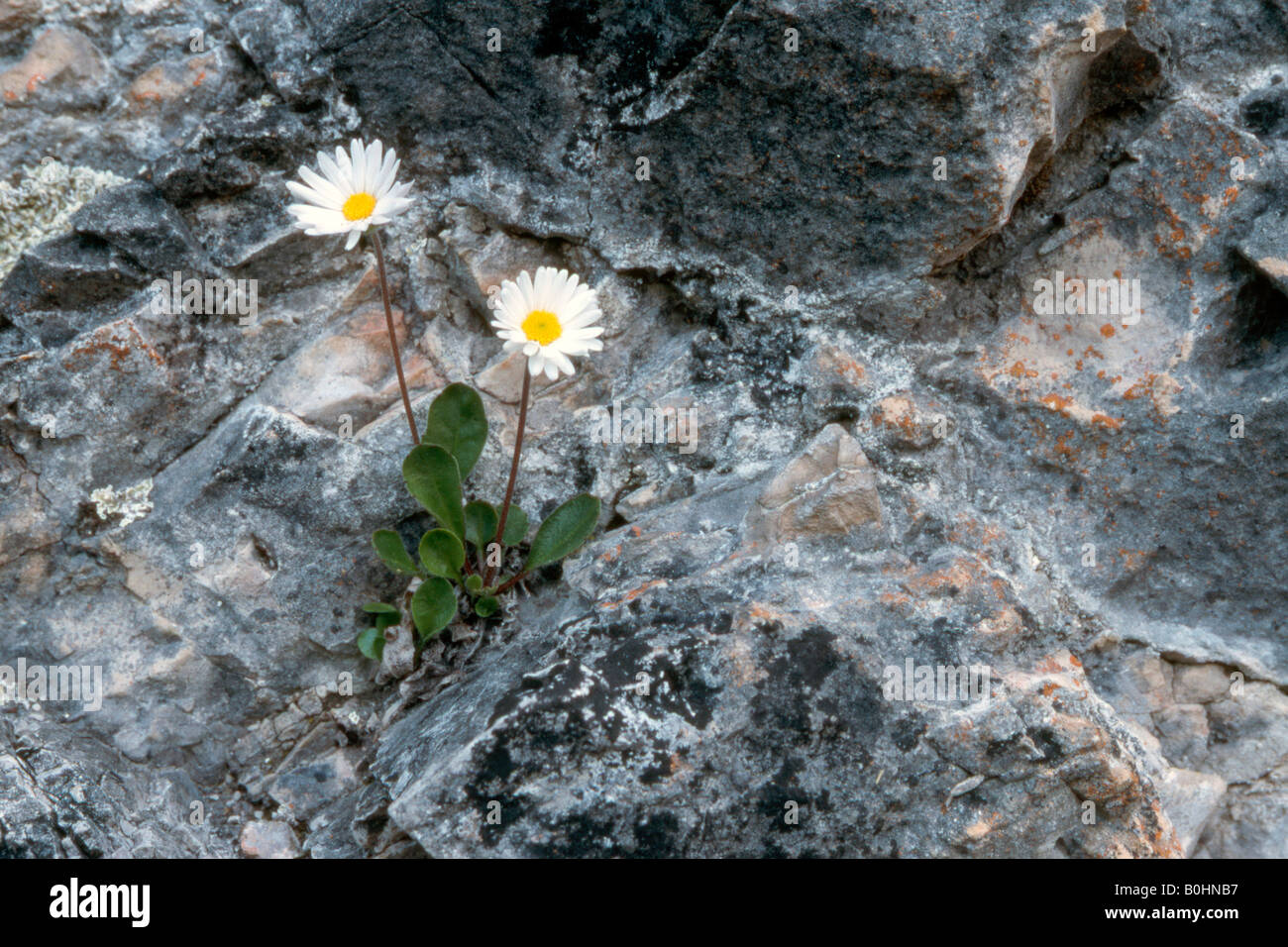 Daisy Star o Daisy delle Alpi (Aster bellidiastrum), Dolomiti di Sesto, Bolzano, Italia, Europa Foto Stock