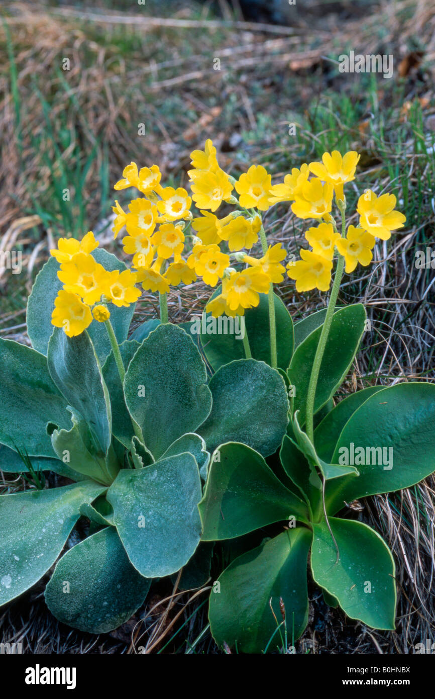 Padiglione auricolare o recare l orecchio (Primula padiglione auricolare), Vomperloch, gamma Karwendel, Tirolo, Austria, Europa Foto Stock