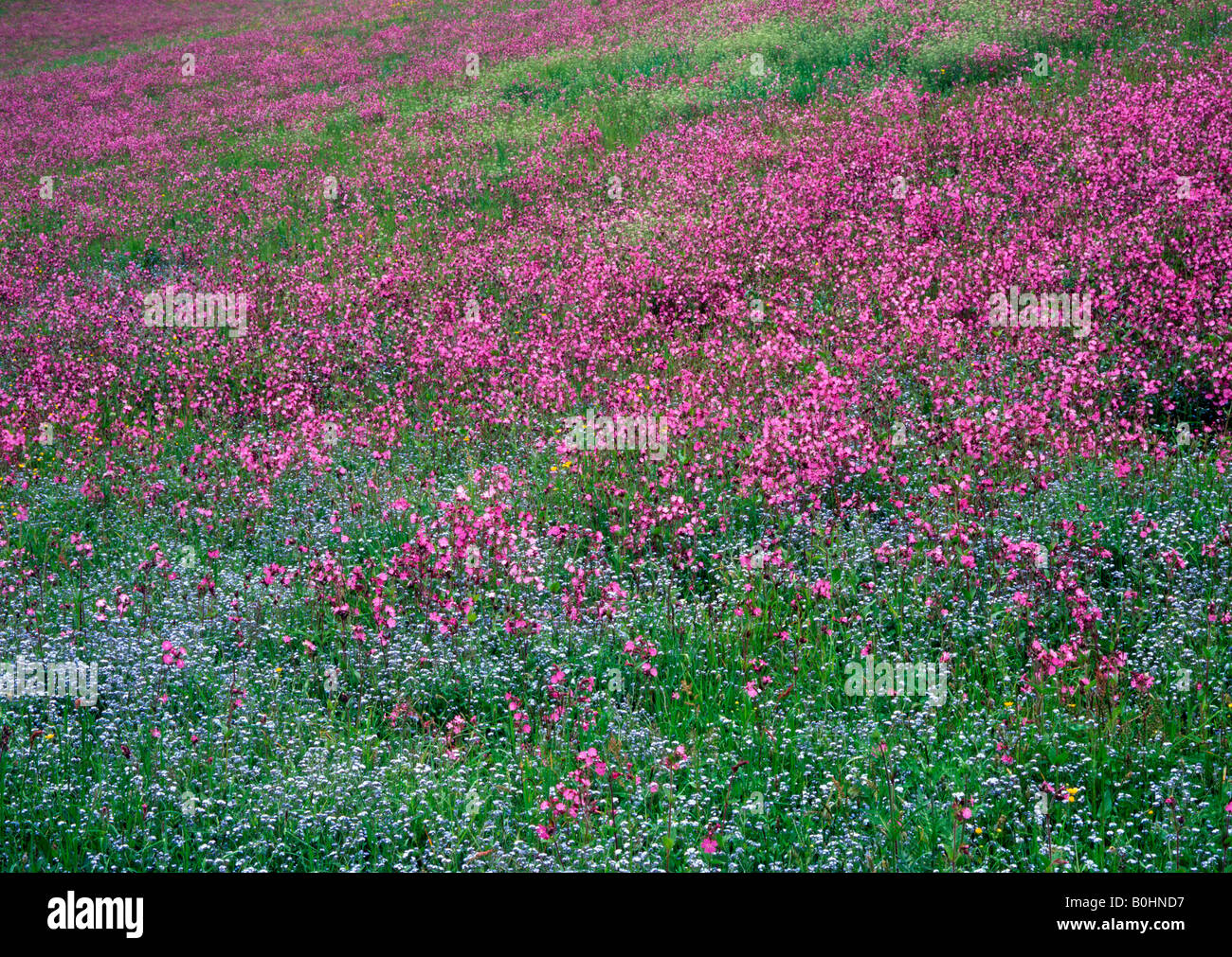 Red Campion (Silene dioica) e legno Forget-Me poveri (Myosotis sylvatica) in Aschau, Tirolo, Austria, Europa Foto Stock