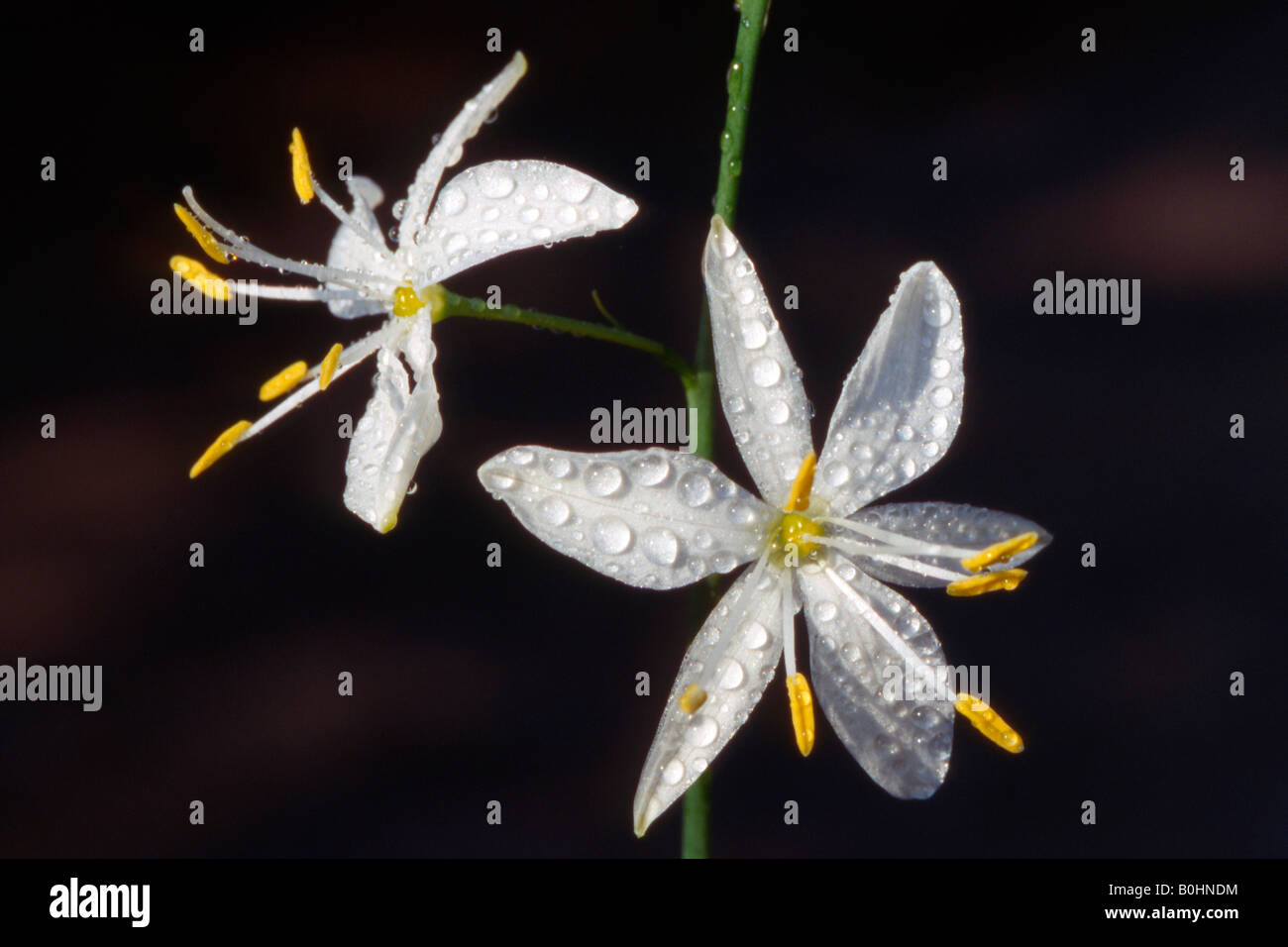 San Bernardo Lily (Anthericum liliago), Tirolo, Austria, Europa Foto Stock
