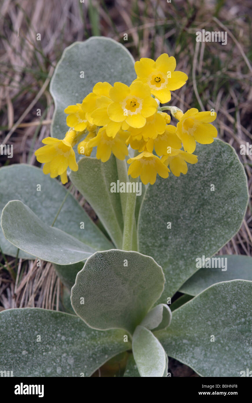 Padiglione auricolare o recare l orecchio (Primula padiglione auricolare), Vomperloch, gamma Karwendel, Tirolo, Austria, Europa Foto Stock
