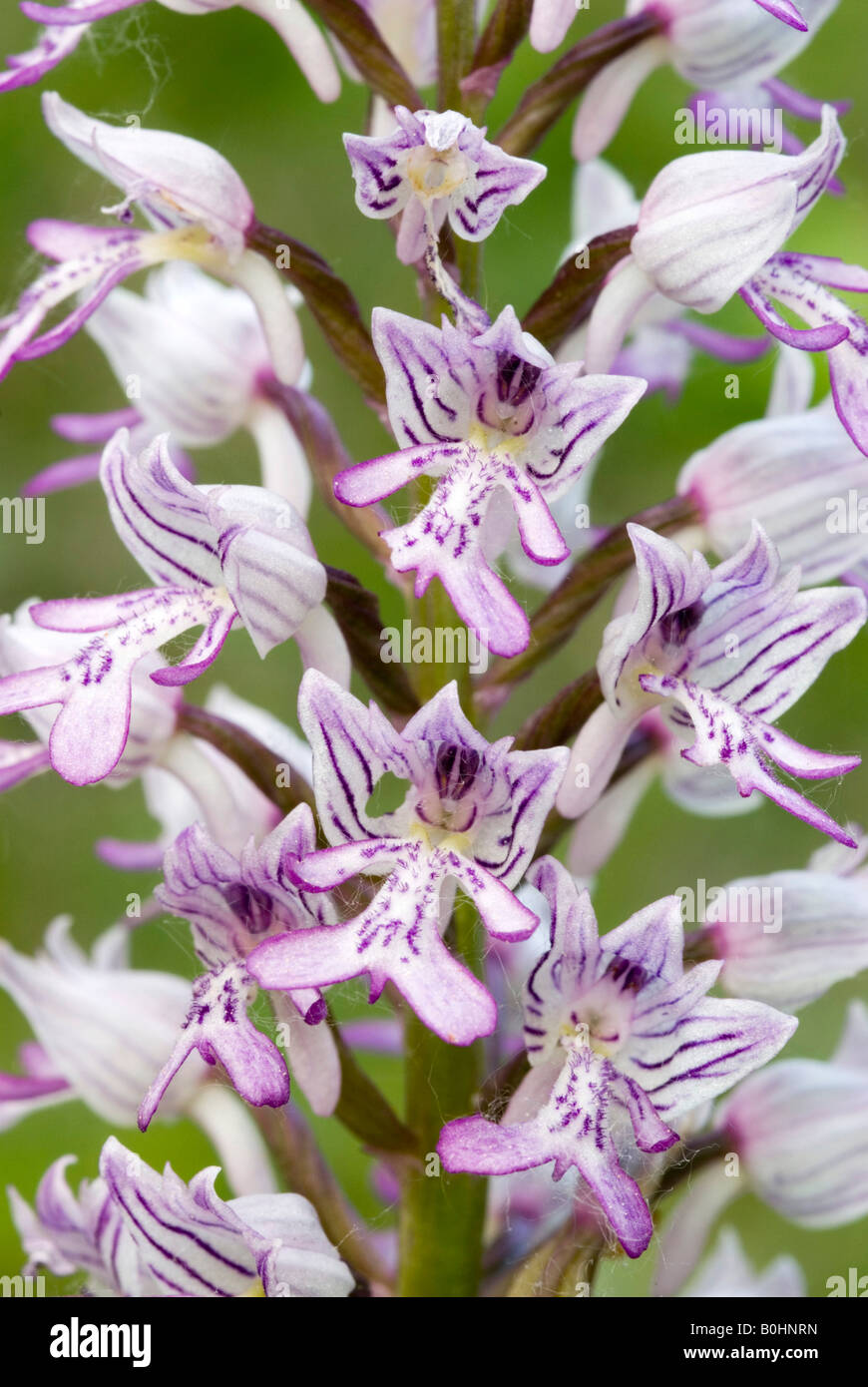 Orchidea militare (Orchis militaris), Prader Sand, PRAD, Vintschgau o Val Venosta, Bolzano, Italia Foto Stock