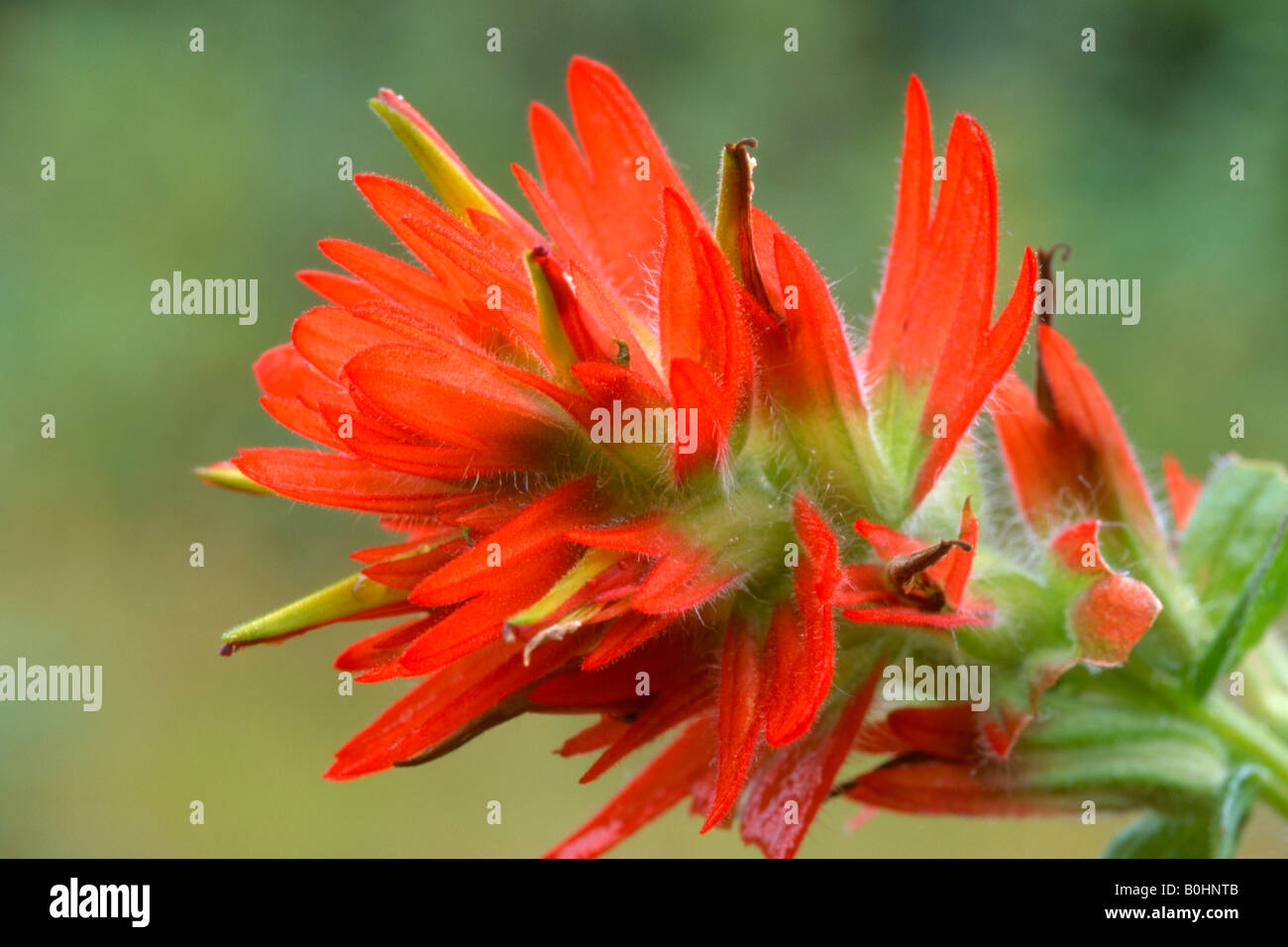 Indian Paintbrush (Castillea spp.), il Parco Nazionale del Grand Teton, Wyoming USA Foto Stock