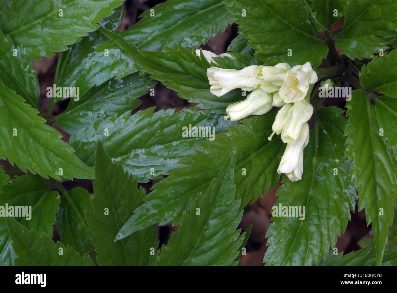 Nove-lasciava Coral-wort (Dentaria enneaphyllos), Tiefenbachklamm, Kramsach, Tirolo, Austria, Europa Foto Stock