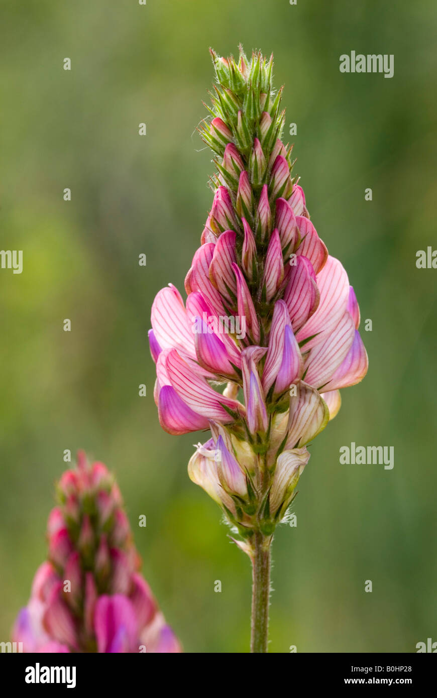 Sainfoin (Onobrychis viciifolia), Prader Sand, PRAD, Vintschgau, Bolzano, Italia Foto Stock