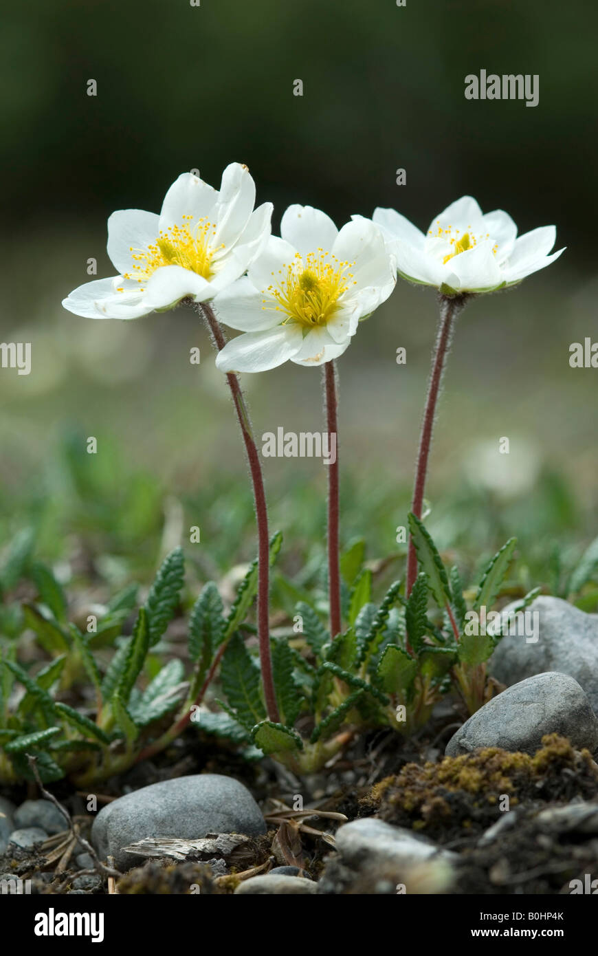 Dryad bianco o in montagna (Avens Dryas octopetala), Martinau, Lechtal, Tirolo, Austria, Europa Foto Stock