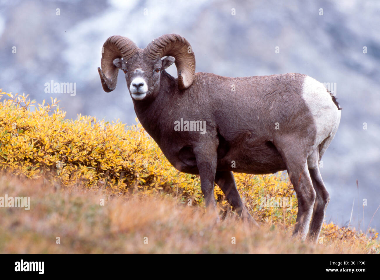 Bighorn (Ovis canadensis), Sunwapta Pass, Jasper National Park, Alberta, Canada Foto Stock