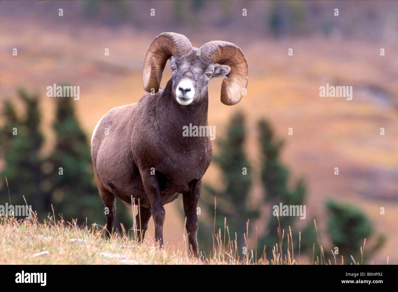 Bighorn (Ovis canadensis), Sunwapta Pass, Jasper National Park, Alberta, Canada Foto Stock