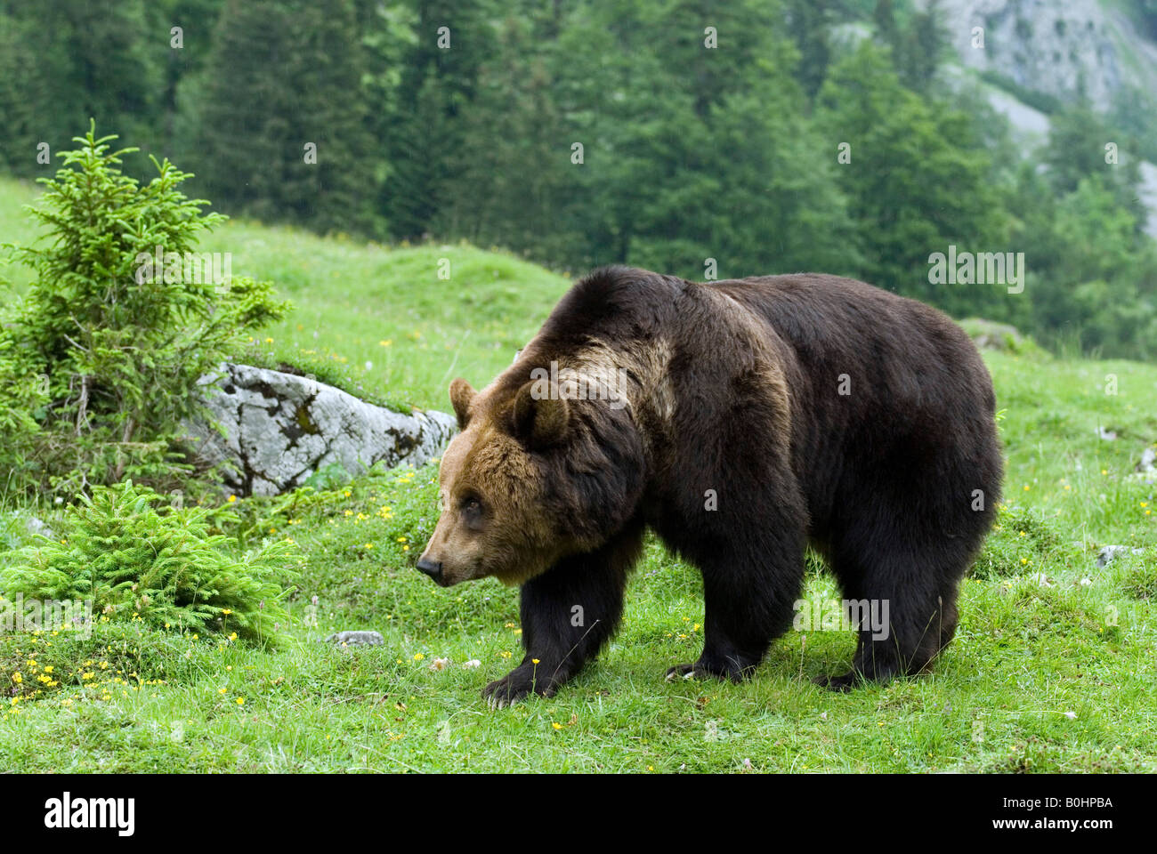 L'orso bruno (Ursus arctos), eng-alm pascolo alpino di Karwendel, gamma, Tirolo, Austria Foto Stock