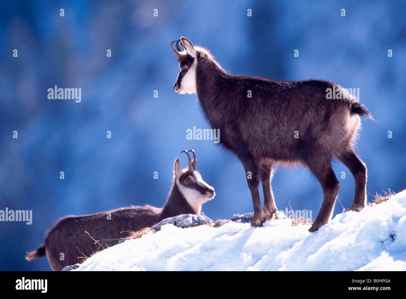 Il camoscio (Rupicapra rupicapra) nella neve, Schleimssattel, gamma Karwendel, Austria e Europa Foto Stock