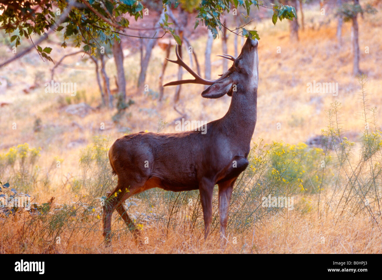 Mule Deer (Odocoileus hemionus), il Parco Nazionale di Zion, Utah, Stati Uniti d'America Foto Stock