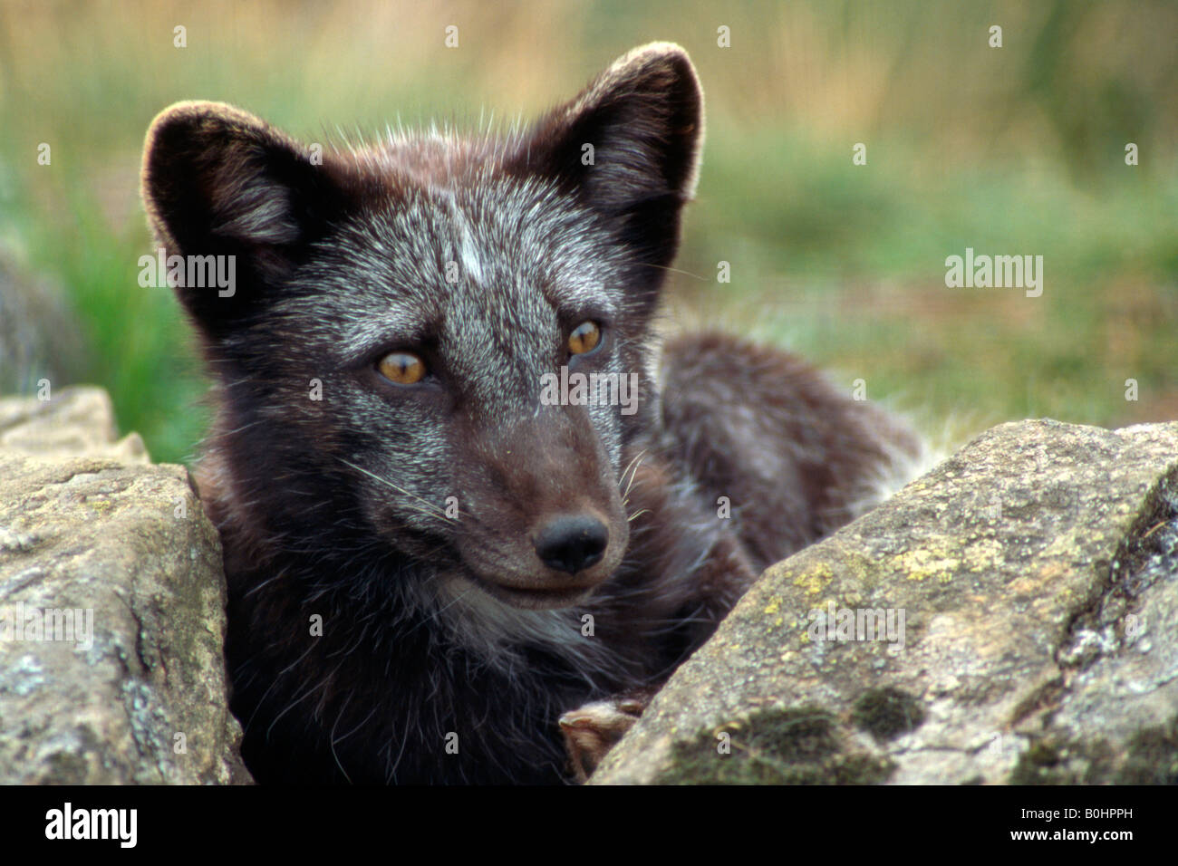 Arctic Fox (Alopex lagopus), Scozia, Regno Unito, Europa Foto Stock