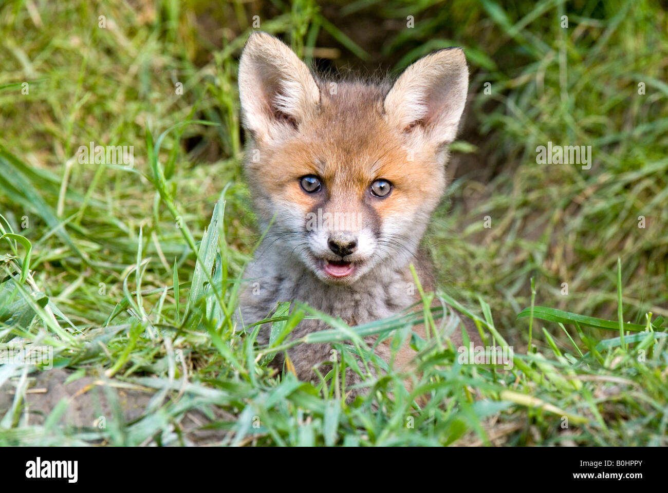 Rosso giovane volpe (Vulpes vulpes), Thaur, Tirolo, Austria, Europa Foto Stock