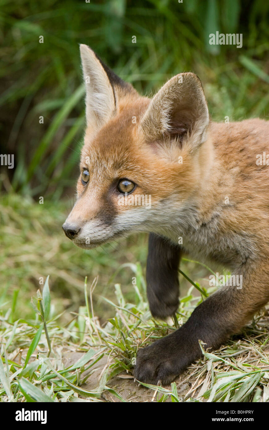 Rosso giovane volpe (Vulpes vulpes), Thaur, Tirolo, Austria, Europa Foto Stock