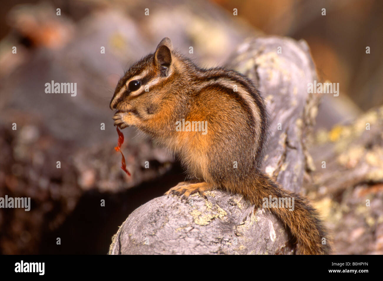 Scoiattolo striado (Tamias), il Parco Nazionale di Yellowstone, Wyoming USA Foto Stock