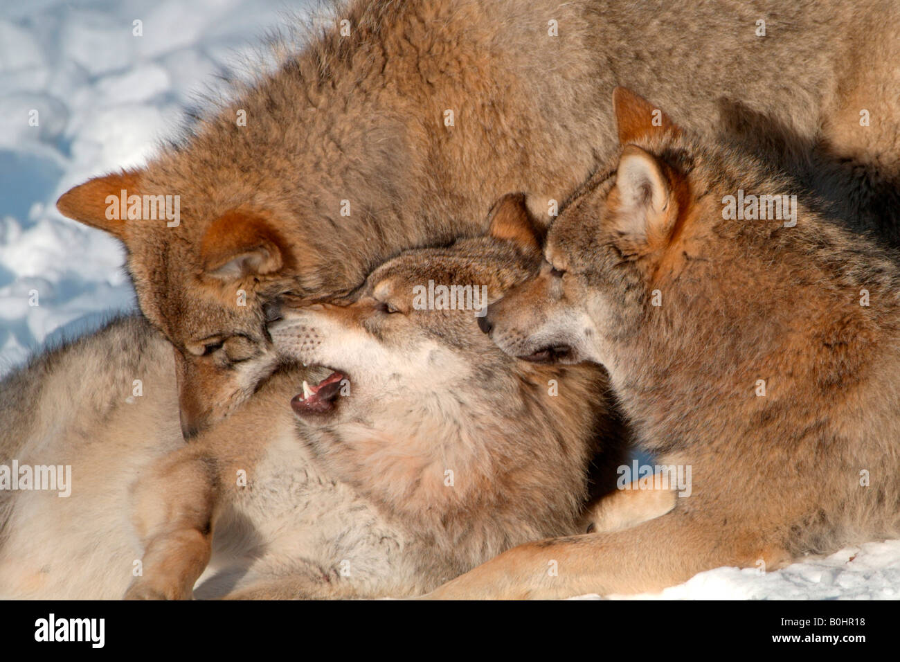Tre grigio - o legname Lupo (Canis lupus) giocando, giocare a combattere nella neve, Bayerischer Wald National Park, Baviera, Tedesco Foto Stock Tre grigio - o legname Lupo (Canis lupus) giocando, giocare a combattere nella neve, Bayerischer Wald National Park, Baviera, Tedesco Foto Stock