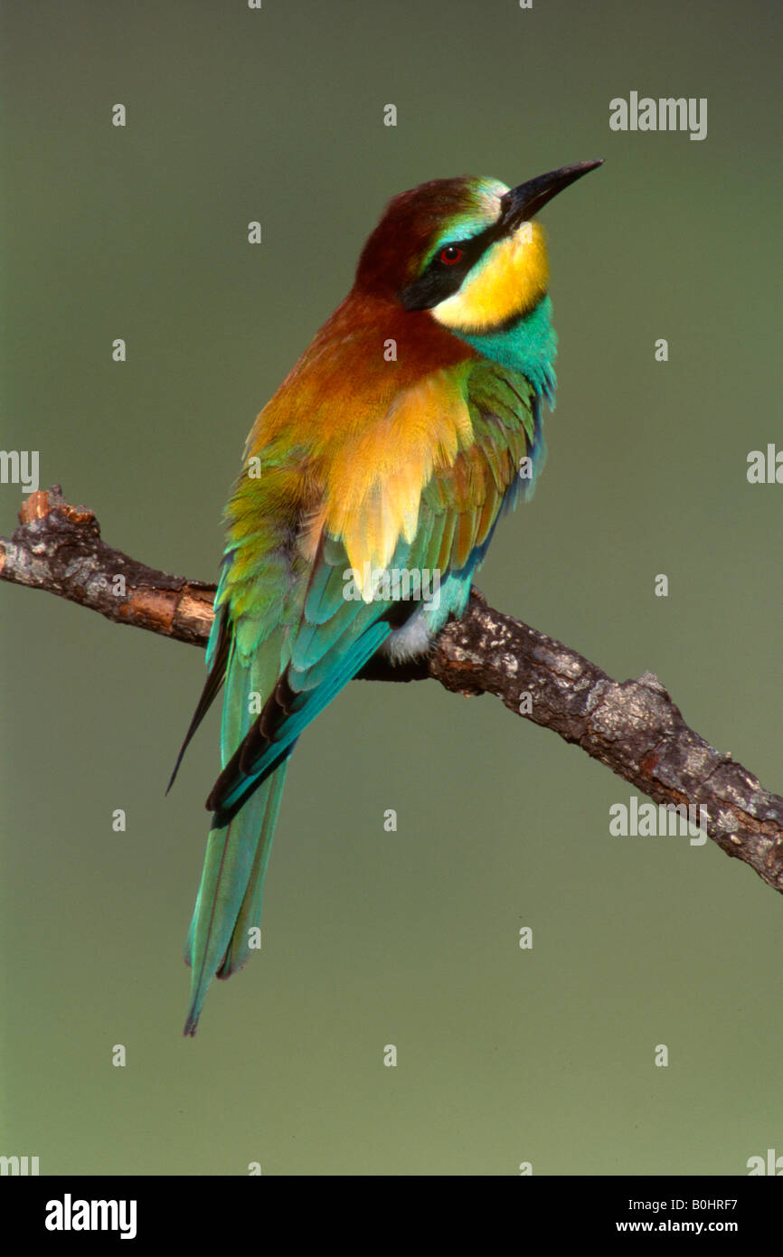 Unione Gruccione (Merops apiaster) appollaiato su un ramo, Sardegna, Italia, Europa Foto Stock